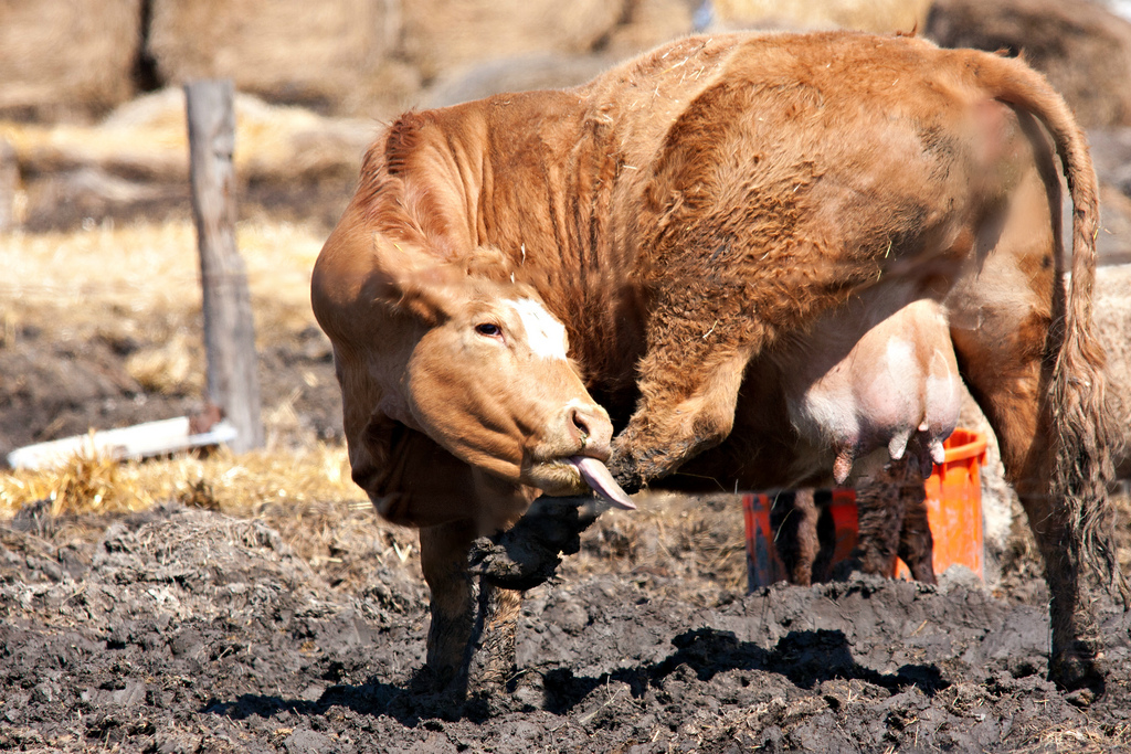 Vulnérabilité Dirty Cow